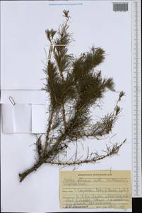 Larix decidua Mill., Eastern Europe, Middle Volga region (E8) (Russia)