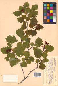 Crataegus dahurica (Dieck) Koehne, Siberia, Russian Far East (S6) (Russia)