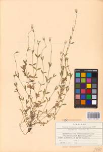 Cerastium alpinum L., Eastern Europe, Northern region (E1) (Russia)