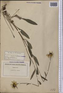 Rudbeckia hirta L., America (AMER) (United States)