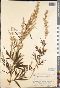 Artemisia vulgaris L., Eastern Europe, North Ukrainian region (E11) (Ukraine)