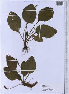 Plantago, Eastern Europe, Lower Volga region (E9) (Russia)