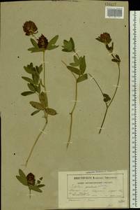 Trifolium medium L., Eastern Europe, Belarus (E3a) (Belarus)