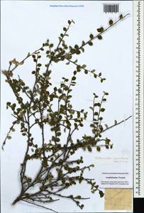 Cotoneaster suavis Pojark., Caucasus, Azerbaijan (K6) (Azerbaijan)