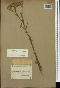 Dianthus pseudarmeria M. Bieb., Caucasus, Stavropol Krai, Karachay-Cherkessia & Kabardino-Balkaria (K1b) (Russia)
