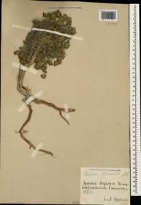 Asperula glomerata (M.Bieb.) Griseb., Caucasus, Armenia (K5) (Armenia)