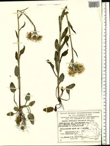 Tephroseris crispa (Jacq.) Schur, Eastern Europe, Belarus (E3a) (Belarus)