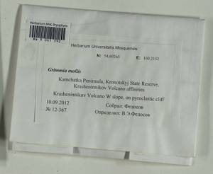 Grimmia mollis Bruch & Schimp., Bryophytes, Bryophytes - Chukotka & Kamchatka (B21) (Russia)