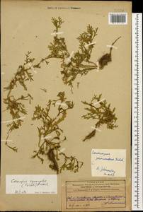 Lepidium coronopus (L.) Al-Shehbaz, Caucasus, Azerbaijan (K6) (Azerbaijan)