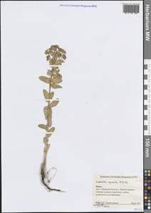 Euphorbia agraria M.Bieb., Crimea (KRYM) (Russia)
