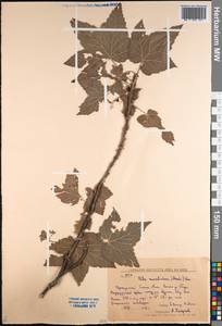 Ribes mandshuricum (Maxim.) Kom., Siberia, Russian Far East (S6) (Russia)