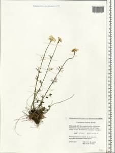 Cardamine pratensis subsp. dentata (Schult.) Čelak., Eastern Europe, Northern region (E1) (Russia)
