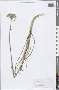 Allium ramosum L., Siberia, Russian Far East (S6) (Russia)