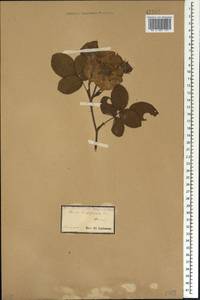 Rosa ×centifolia L., Caucasus (no precise locality) (K0)