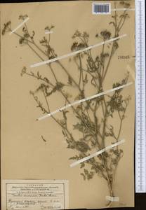 Torilis arvensis (Huds.) Link, Middle Asia, Western Tian Shan & Karatau (M3) (Kazakhstan)