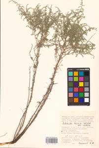 Artemisia taurica Willd., Eastern Europe, Lower Volga region (E9) (Russia)