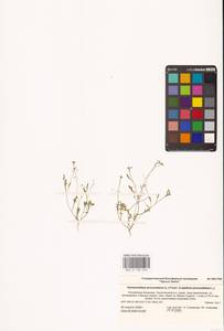 Hornungia procumbens (L.) Hayek, Eastern Europe, Lower Volga region (E9) (Russia)