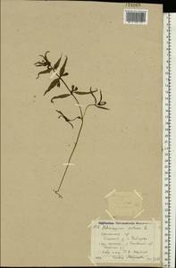 Melampyrum pratense L., Eastern Europe, North-Western region (E2) (Russia)