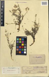 Astragalus lipschitzii Pavlov, Middle Asia, Western Tian Shan & Karatau (M3) (Kazakhstan)