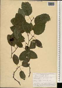 Alnus hirsuta (Spach) Rupr., South Asia, South Asia (Asia outside ex-Soviet states and Mongolia) (ASIA) (Turkey)