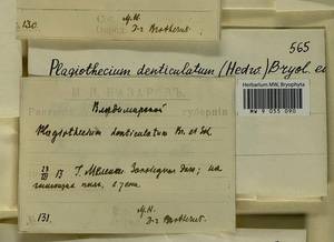 Plagiothecium denticulatum (Hedw.) Schimp., Bryophytes, Bryophytes - Middle Russia (B6) (Russia)