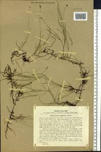Carex obtusata Lilj., Siberia, Western Siberia (S1) (Russia)