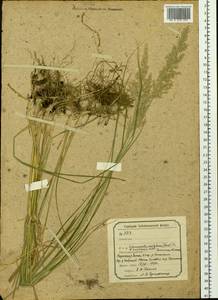 Calamagrostis chalybaea (Laest.) Fr., Siberia, Baikal & Transbaikal region (S4) (Russia)