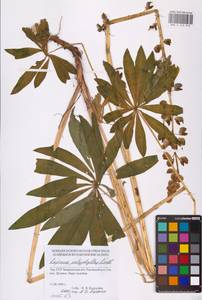 Lupinus polyphyllus Lindl., Eastern Europe, West Ukrainian region (E13) (Ukraine)