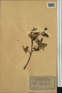 Quercus conferta Kit., Western Europe (EUR) (Bulgaria)