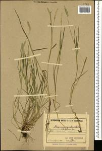 Alopecurus aequalis Sobol., Caucasus, Armenia (K5) (Armenia)