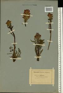 Pedicularis dasystachys Schrenk, Eastern Europe, Middle Volga region (E8) (Russia)