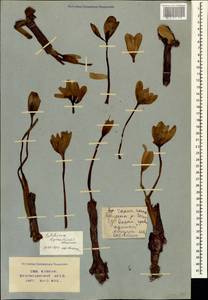 Colchicum, Caucasus, Abkhazia (K4a) (Abkhazia)