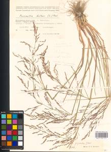 Puccinellia gigantea (Grossh.) Grossh., Eastern Europe, Lower Volga region (E9) (Russia)