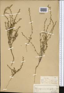 Lappula patula (Lehm.) Menyh., Middle Asia, Muyunkumy, Balkhash & Betpak-Dala (M9) (Kazakhstan)
