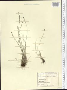 Poa glauca subsp. glauca, Siberia, Central Siberia (S3) (Russia)