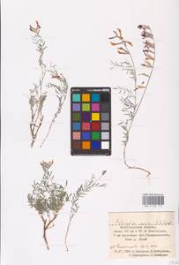 Astragalus varius S.G.Gmel., Eastern Europe, Lower Volga region (E9) (Russia)