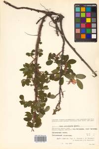 Rosa acicularis Lindl., Siberia, Chukotka & Kamchatka (S7) (Russia)