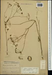 Bunium microcarpum (Boiss.) Freyn & Sint. ex Freyn, Crimea (KRYM) (Russia)