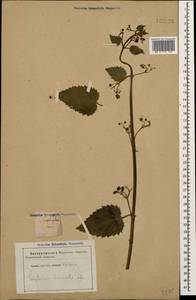 Scrophularia divaricata Ledeb., Caucasus (no precise locality) (K0)