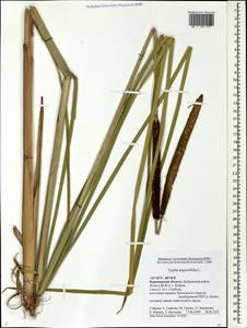 Typha angustifolia L., Eastern Europe, Central forest-and-steppe region (E6) (Russia)