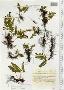 Polypodium sibiricum Sipliv., Siberia, Russian Far East (S6) (Russia)