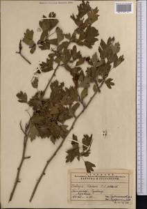 Crataegus songarica K. Koch, Middle Asia, Pamir & Pamiro-Alai (M2) (Uzbekistan)
