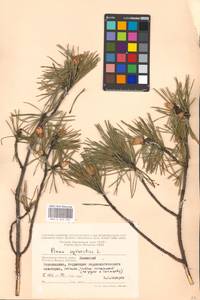 Pinus sylvestris L., Eastern Europe, Moscow region (E4a) (Russia)