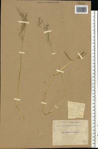 Trisetum flavescens (L.) P.Beauv., Eastern Europe, South Ukrainian region (E12) (Ukraine)