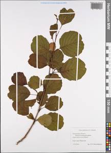 Alnus glutinosa (L.) Gaertn., Eastern Europe, Middle Volga region (E8) (Russia)
