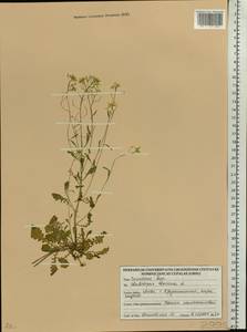 Arabidopsis thaliana (L.) Heynh., Eastern Europe, Lithuania (E2a) (Lithuania)