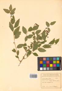 Spiraea flexuosa Fisch. ex Cambess., Siberia, Russian Far East (S6) (Russia)