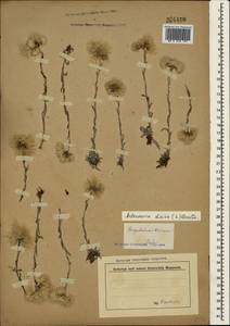 Antennaria dioica (L.) Gaertn., Crimea (KRYM) (Russia)