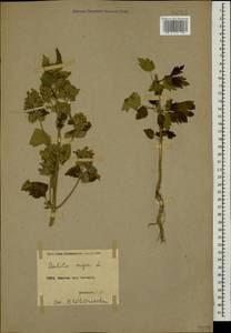 Ballota nigra L., Caucasus, Armenia (K5) (Armenia)