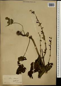 Salvia virgata Jacq., South Asia, South Asia (Asia outside ex-Soviet states and Mongolia) (ASIA) (Turkey)